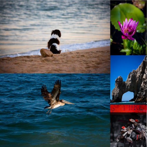 Collage de fotografías